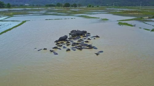 Drone tourne au-dessus de buffles dans de l'eau sale près d'un village