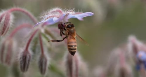 Bee Collecting Pollen on a Light Purple Flower