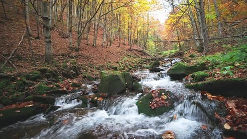 Mountain River with Autumn Logs and Leaves