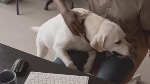 Dog Playing with Man in Office