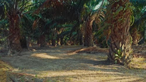 Tropical Palm Tree Plantation With Green Fronds