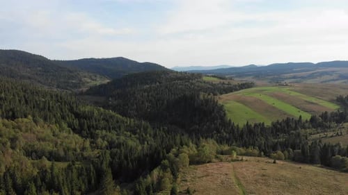 Mountain hills from bird eye view. Green pine trees forest, drone view