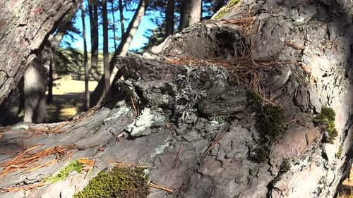 Natural Texture in Pine Tree Bark