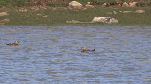 Überfüllte Wild Shelduck Familie schwimmt im See