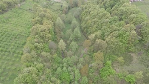 Aerial Green Valley and Forest