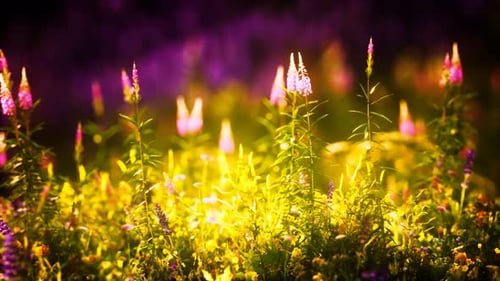 Sunset in the Wild Flower Field