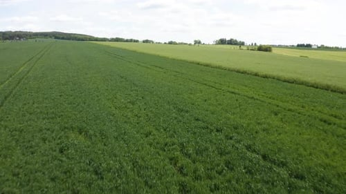 Aerial Drone Shot a Green Field in a Rural Area Drone Flies Backward