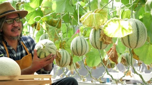 Le jardinier récolte des melons dans une serre