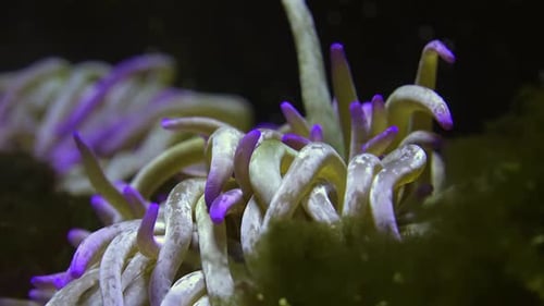 Saltwater Sea Anemone