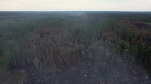Drone flying over burnt forest, Finsjö Sweden June 25 2021