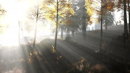 Forêt lumineuse tôt le matin dans les montagnes