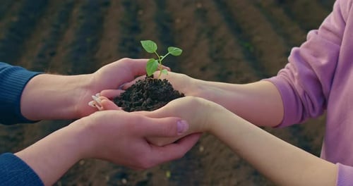 Woman is Holding Sprout with Soil in Hands Man is Supporting Her Palms Closeup View Prores