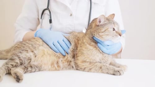 Veterinarian Examining Relaxed Tabby Cat in Clinic