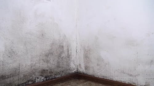 Mold in the house. Black mold on the walls.