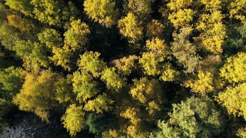 Herbstwald im Sonnenlicht 3