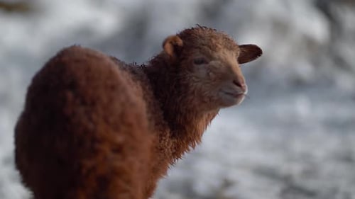 Young Brown Sheep Standing in a Snowy Field