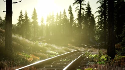 Railroad Tracks Through Green Forest on Sunny Day