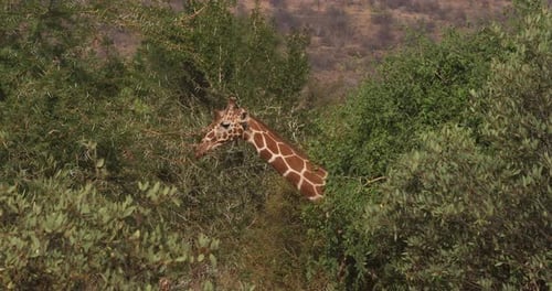 Netzgiraffe, Giraffa camelopardalis reticulata, Samburu-Park in Kenia, Echtzeit 4K