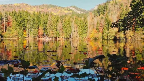 See Und Wald im Herbst-Hintergrund