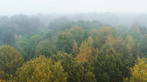 Drone Flies Through Low Rain Clouds Moving Over Fall Colors Treetops of Woodland. Autumn Forest