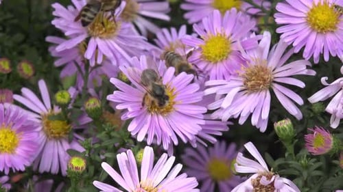 Abeille sur une fleur