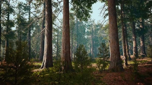 Giant Sequoias in the Giant Forest Grove in the Sequoia National Park