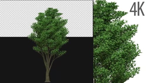 Heartwood Tree