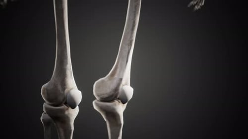 Full Human Skeleton Standing
