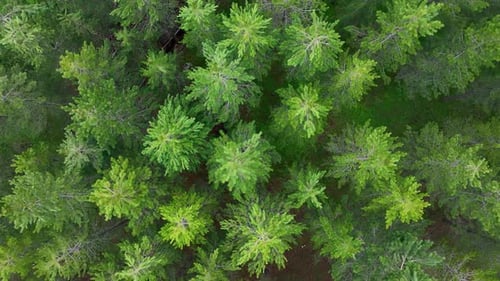 Mysterious forest high in the mountains aerial view 4 K