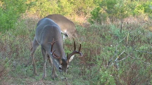 Deer Grazing Peacefully in the Green Meadow