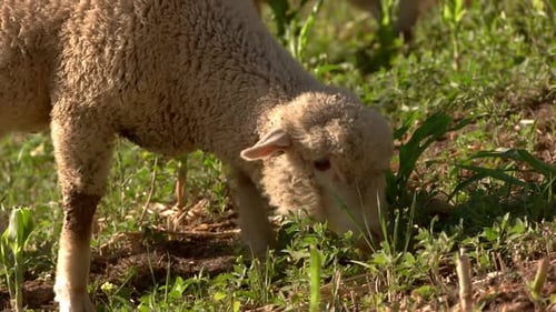 Woolly Lamb Grazing Peacefully in a Rural Pasture