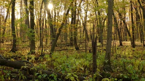 Sun Through Tall Trees In The Forest With New Plants Growing On The Ground In Autumn. panning