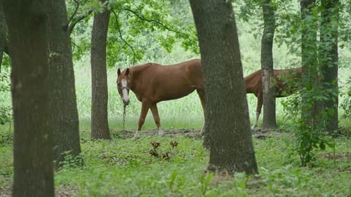 Allgemeine und Nahaufnahme von Pferden, die im Wald weiden, das Pferd ist gebunden und frisst Gras