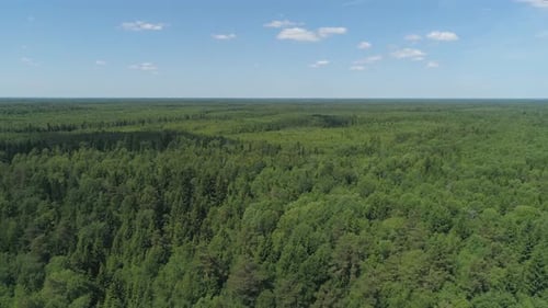 Flight Over the Green Forest