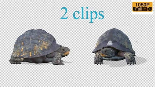 Turtle Yawn Pack