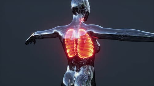 Futuristic 3D Animation of Human Lungs for Medical Science