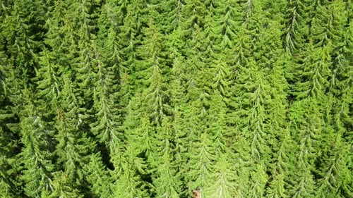 Fly Over High Green Pinewood or Spruce Tree in Summer