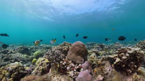 Coral Reef and Tropical Fish