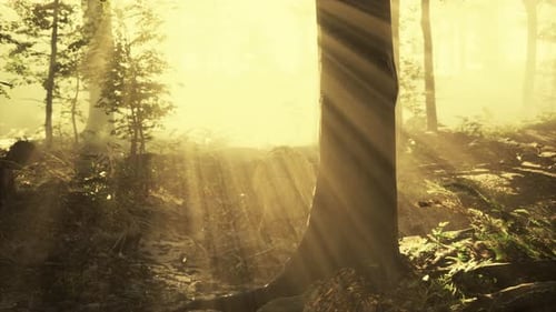 Brouillard rougeoyant dans la forêt le soir