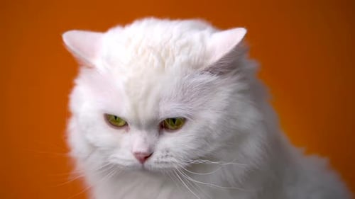 Erstaunliches Haustier ist isoliert auf einer orangefarbenen Wand. Die pelzige Katze leckt die Nase im Studio. Tiere, Freunde