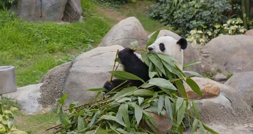 Panda eat bamboo