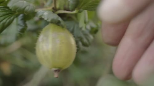 Harvesting Ripe Green Gooseberry in Close Up