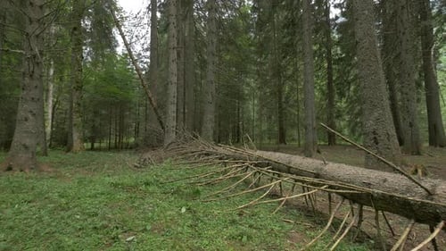 Tree Trunk Fallen in A Forest