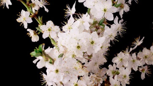 Flor de
cerezo. Flores blancas florecen en las ramas del cerezo.