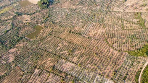 Flying a drone high above the olive groves in the highlands. Olive trees grow in arid soil.