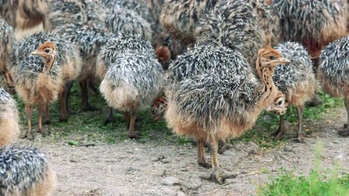 Straußbabys füttern auf der Straußenfarm