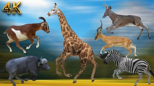Animated Walking and Running Wild Animals Collection