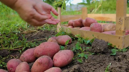 Vue de face : Des mains méconnaissables, une travailleuse cueille une grosse récolte de pommes de terre dans une boîte en bois