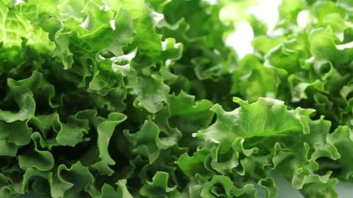 Crisp Green Lettuce Close Up Dolly Shot