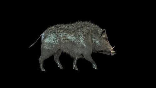 Wildschwein Trot
